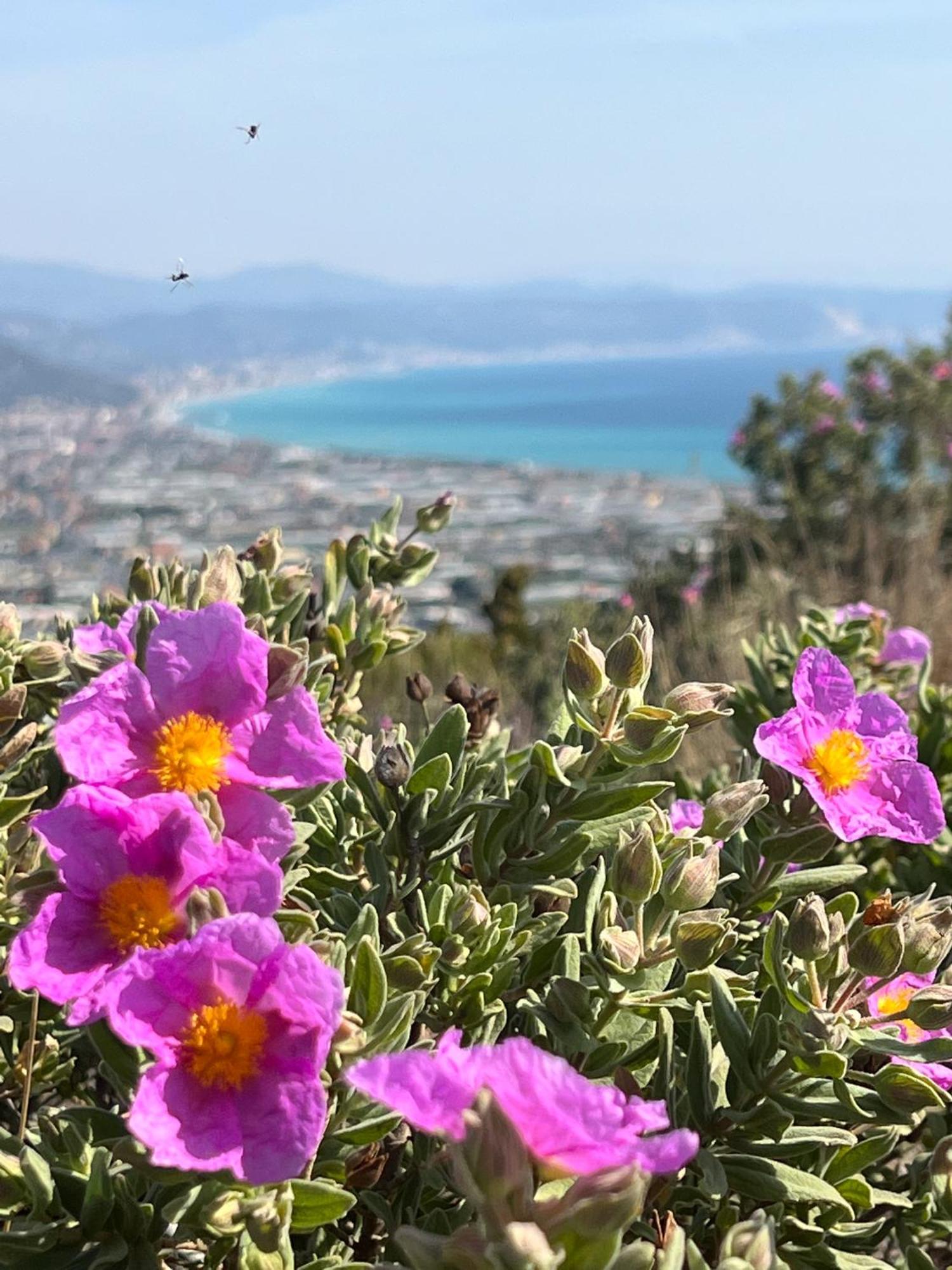 Ines Rivieraholiday Albenga Luaran gambar